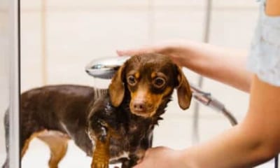 Il mantello del Bassotto, sia che si tratti della variante a pelo corto, lungo o duro, richiede cure costanti