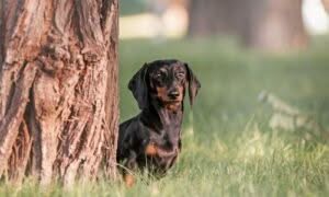 La qualità dell’alimentazione influisce non solo sulla salute generale del cane, ma anche sul suo mantello, sulla pelle e sull'energia quotidiana