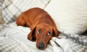Si tratta di cani dotati di un elegante corpo dalla struttura marcatamente allungata